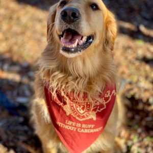 Schweiger Dog Bandana