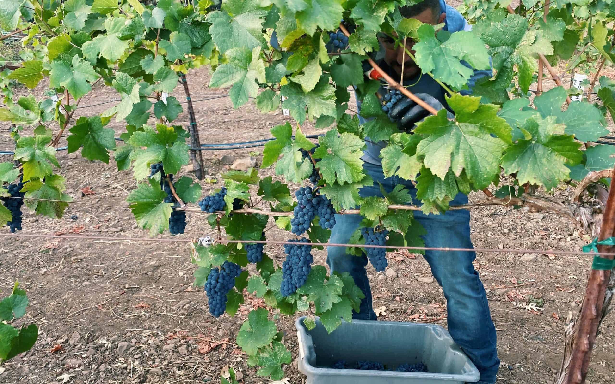 working among the vines