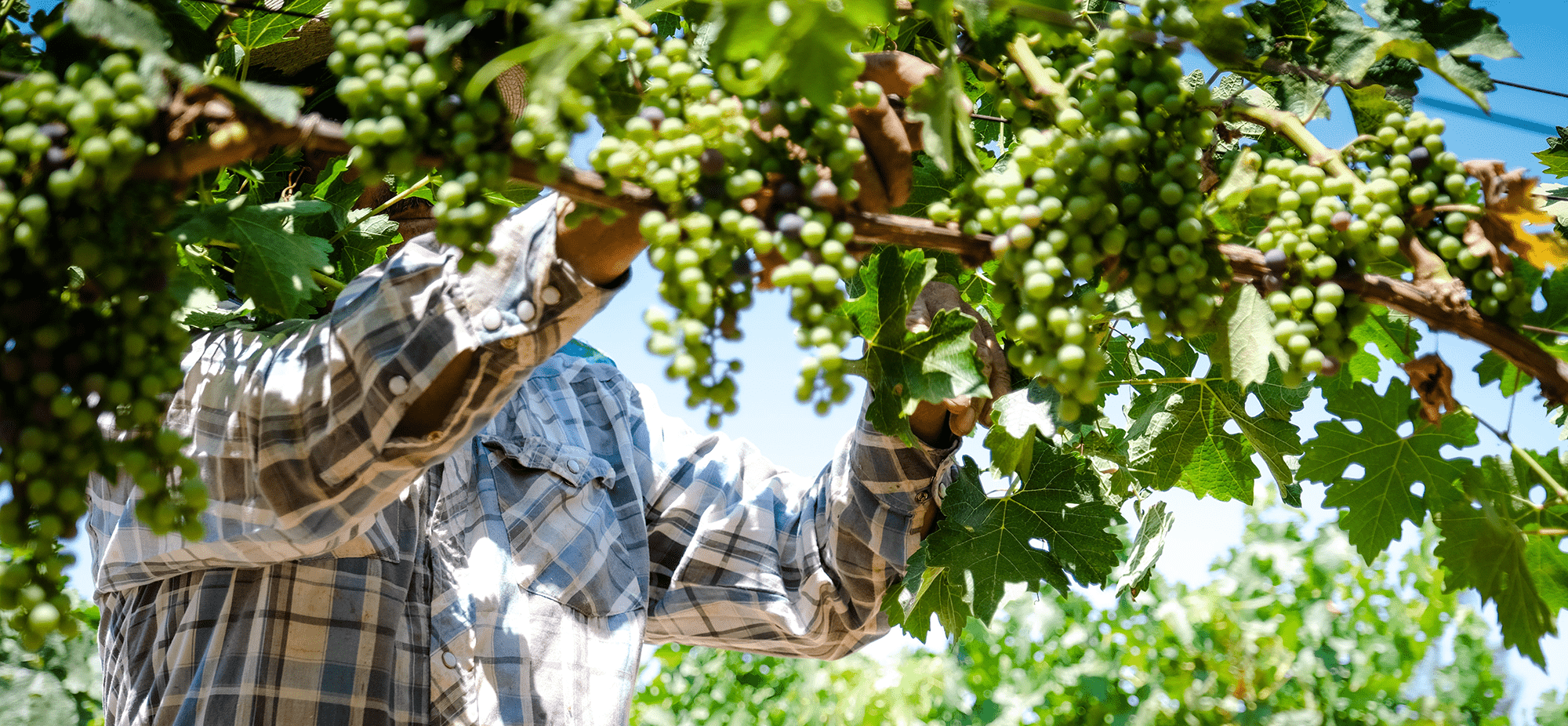 man working at collecting grapes from vines during harvest