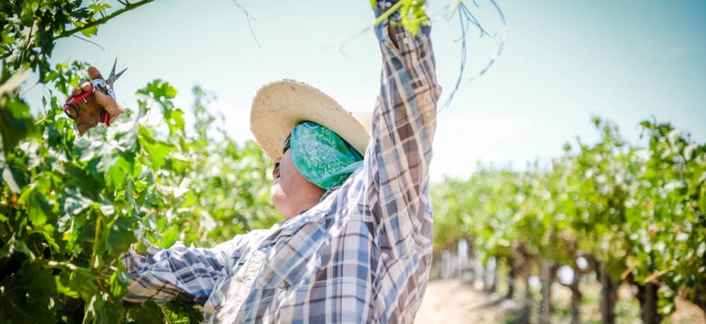 working in the vineyard