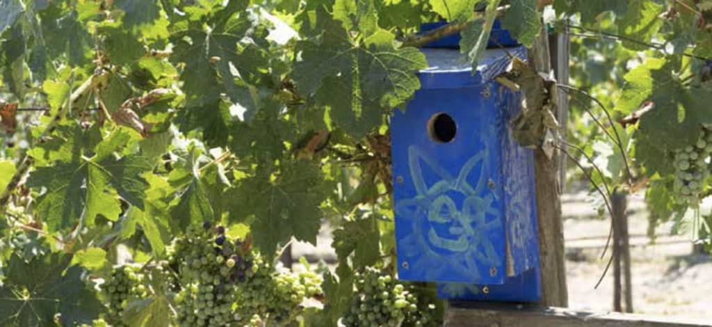 bird box in vineyard