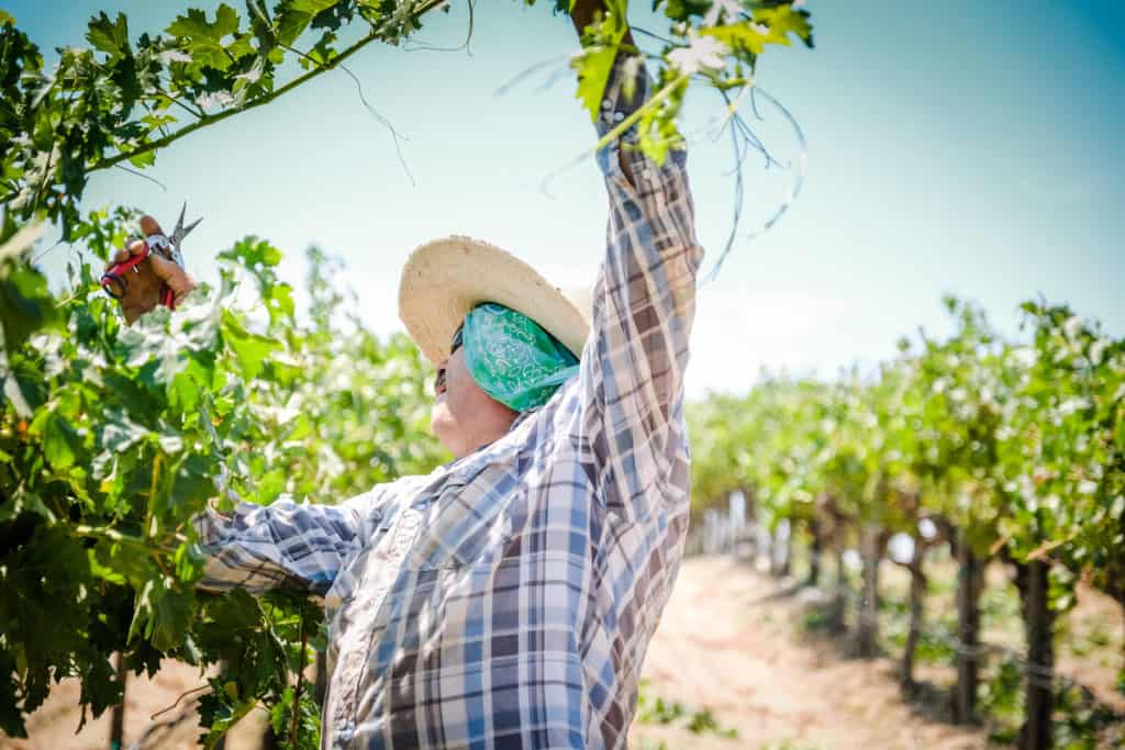 man working in the vineyard