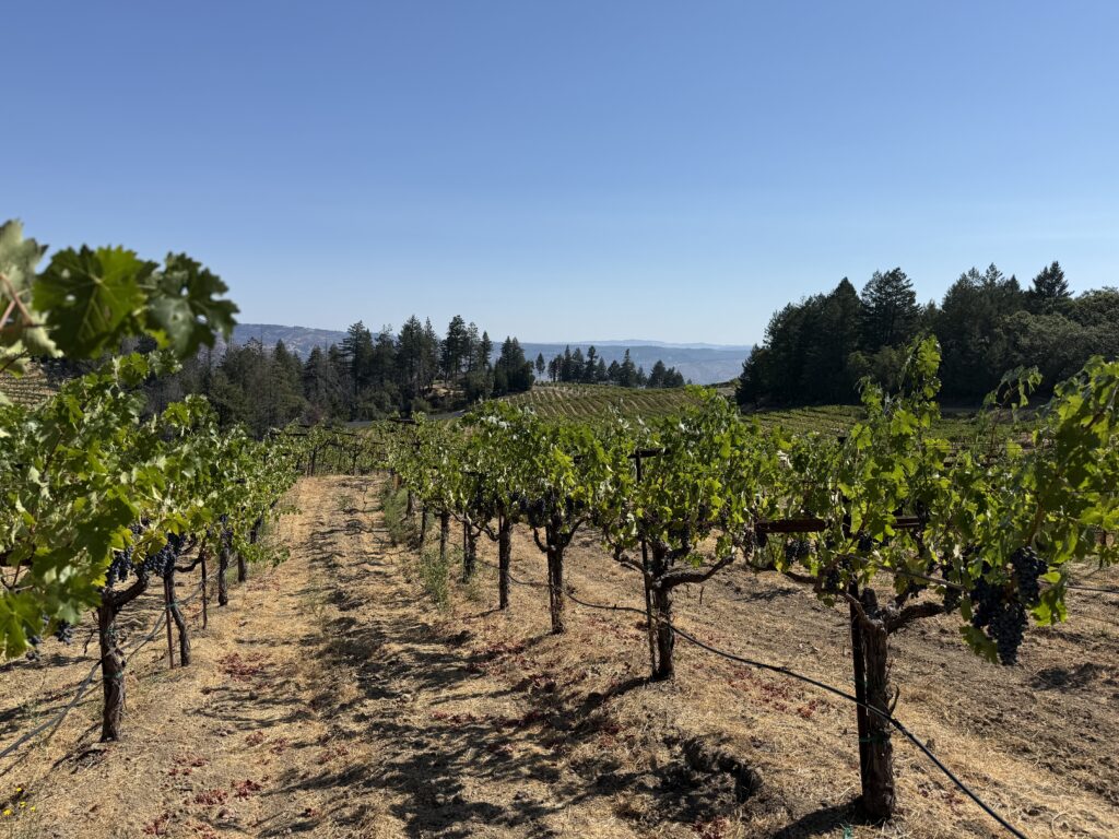 This is Gate block Cabernet with our 6 acre Cabernet “Windmill” block, Fred and Sally’s home, and the Napa Valley beyond