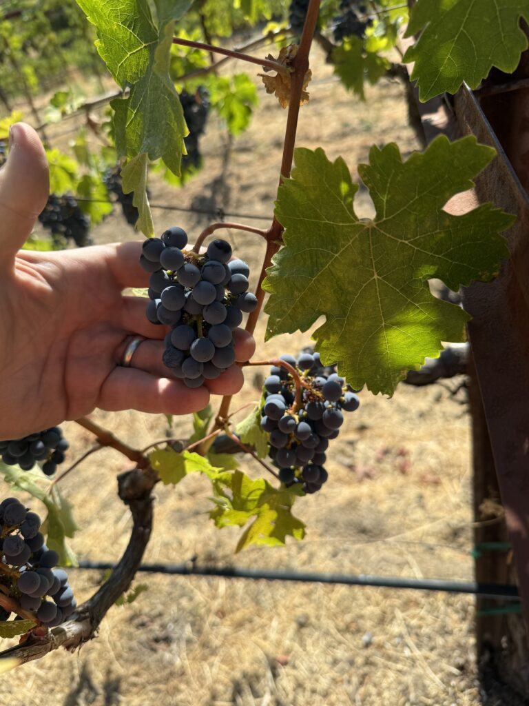 My hand for scale: this is a typical Cabernet cluster from Gate block, very small, loose clusters with small berries, yielding more intense tannins, aroma, and flavors.