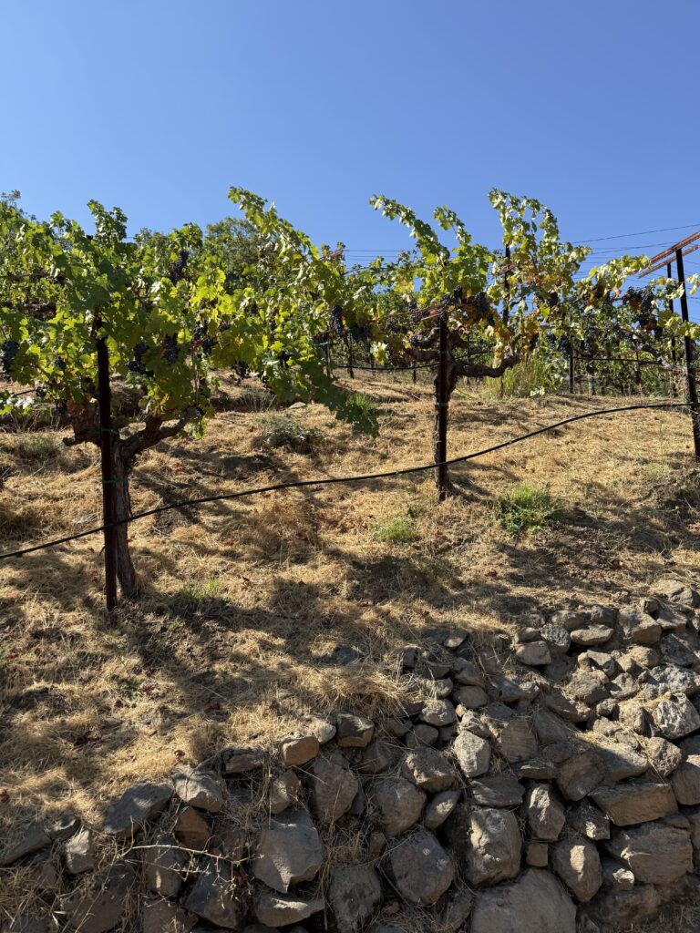 This is our “Gate at Gate” viewing up the 12’ steep terraces. A sharp eyed person may be able to spot the gate at the very top through the vines (at least I could when taking the photo, but maybe a leaf blew into the shot)